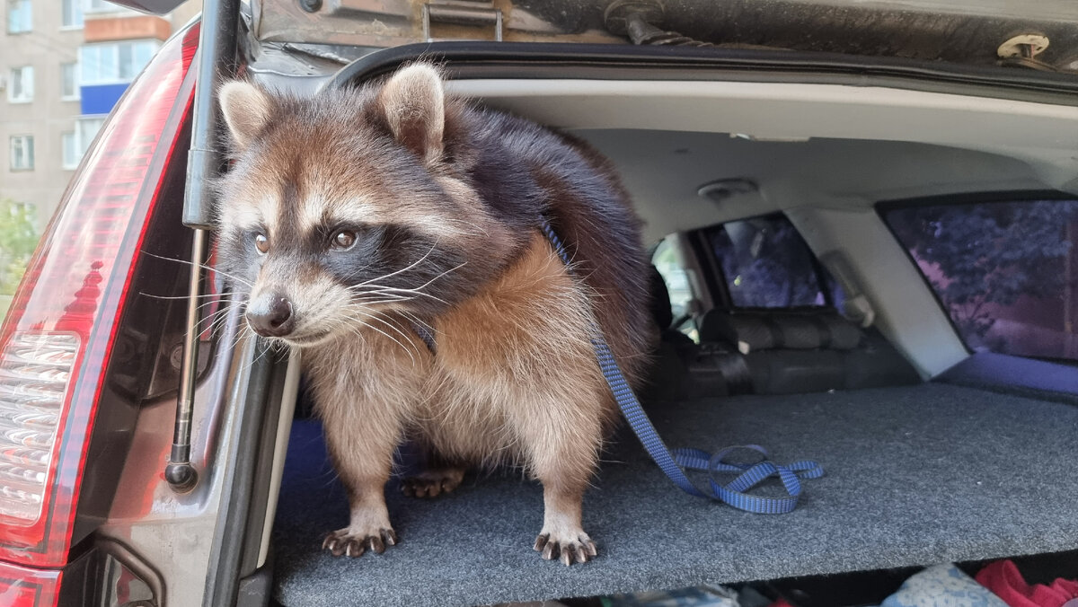 Любимое посадочное место для Торнадо, это полка багажника