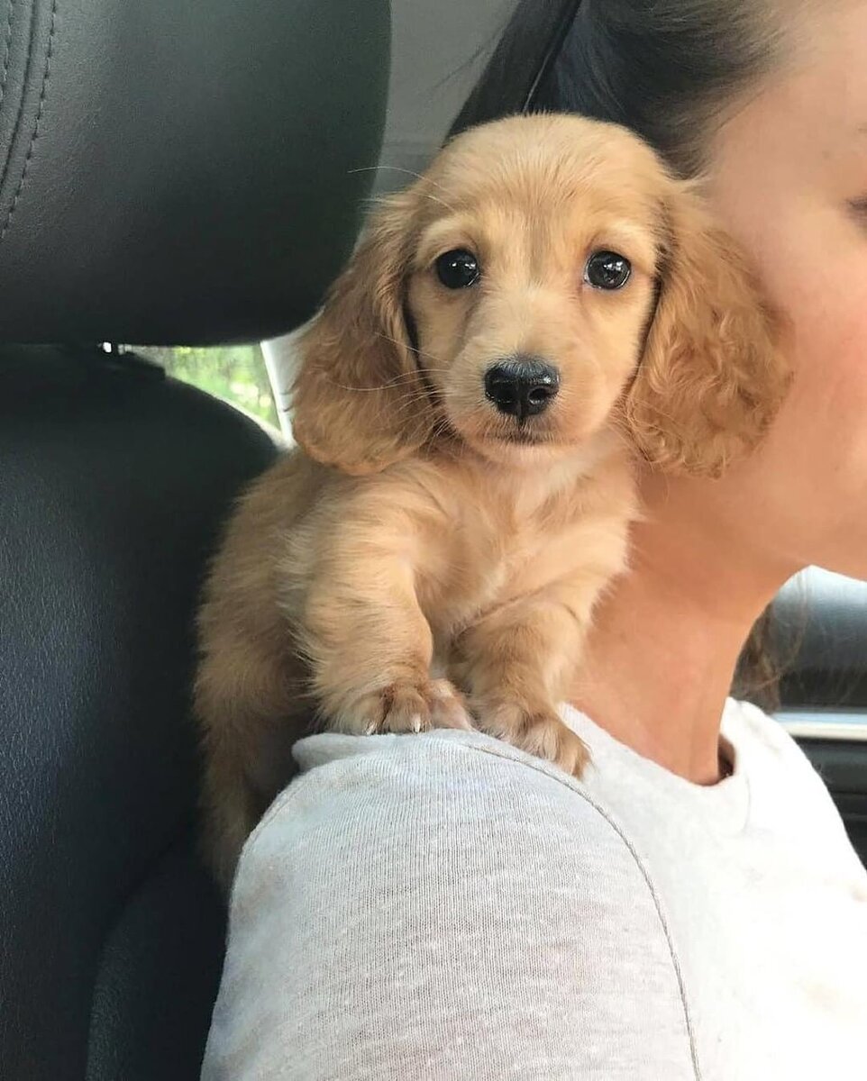 любите ли вы их?