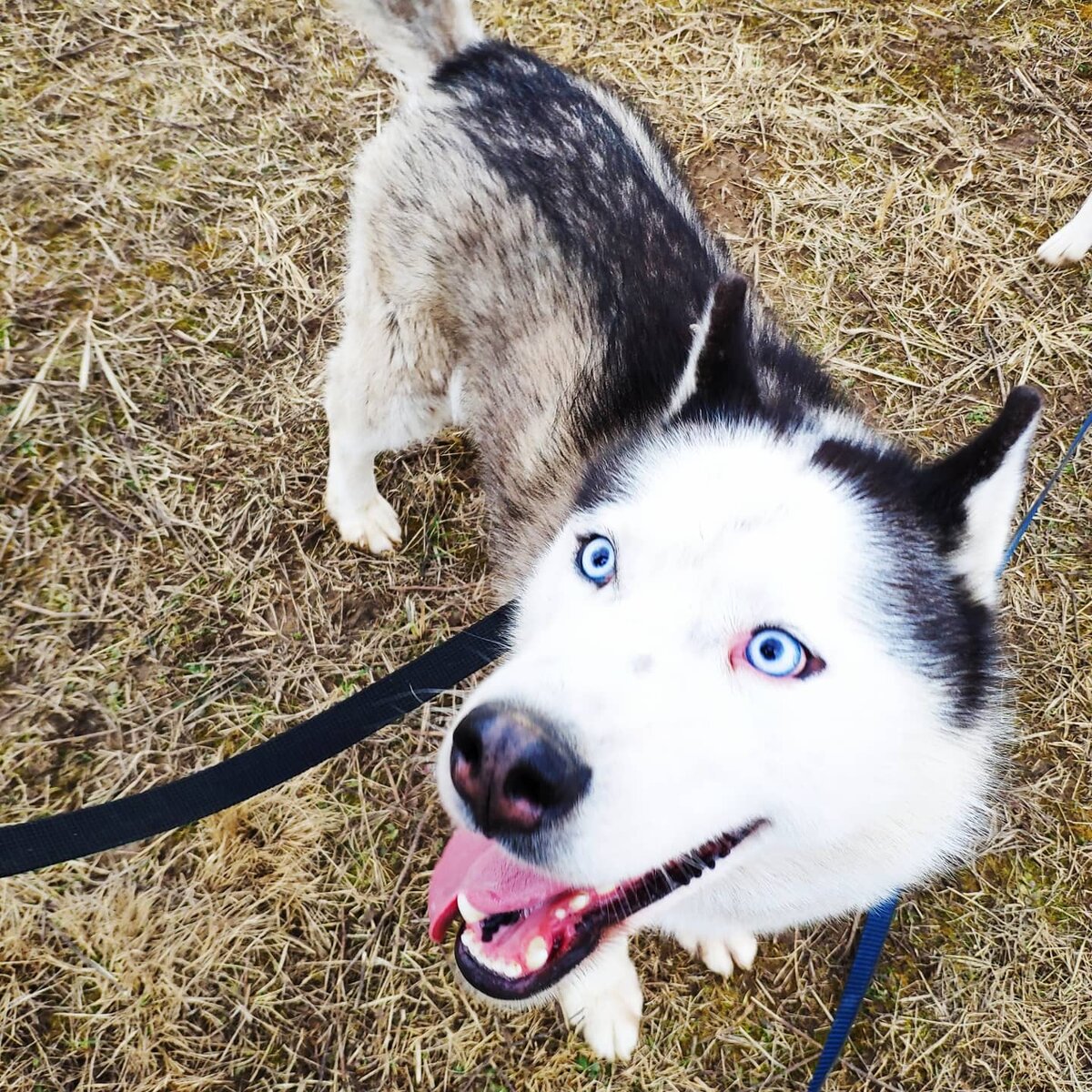 Хаски - жертвы моды | 💚Husky Love💚 | Дзен