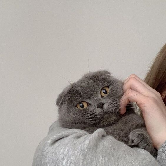 Вот вам котик. Не грустите)