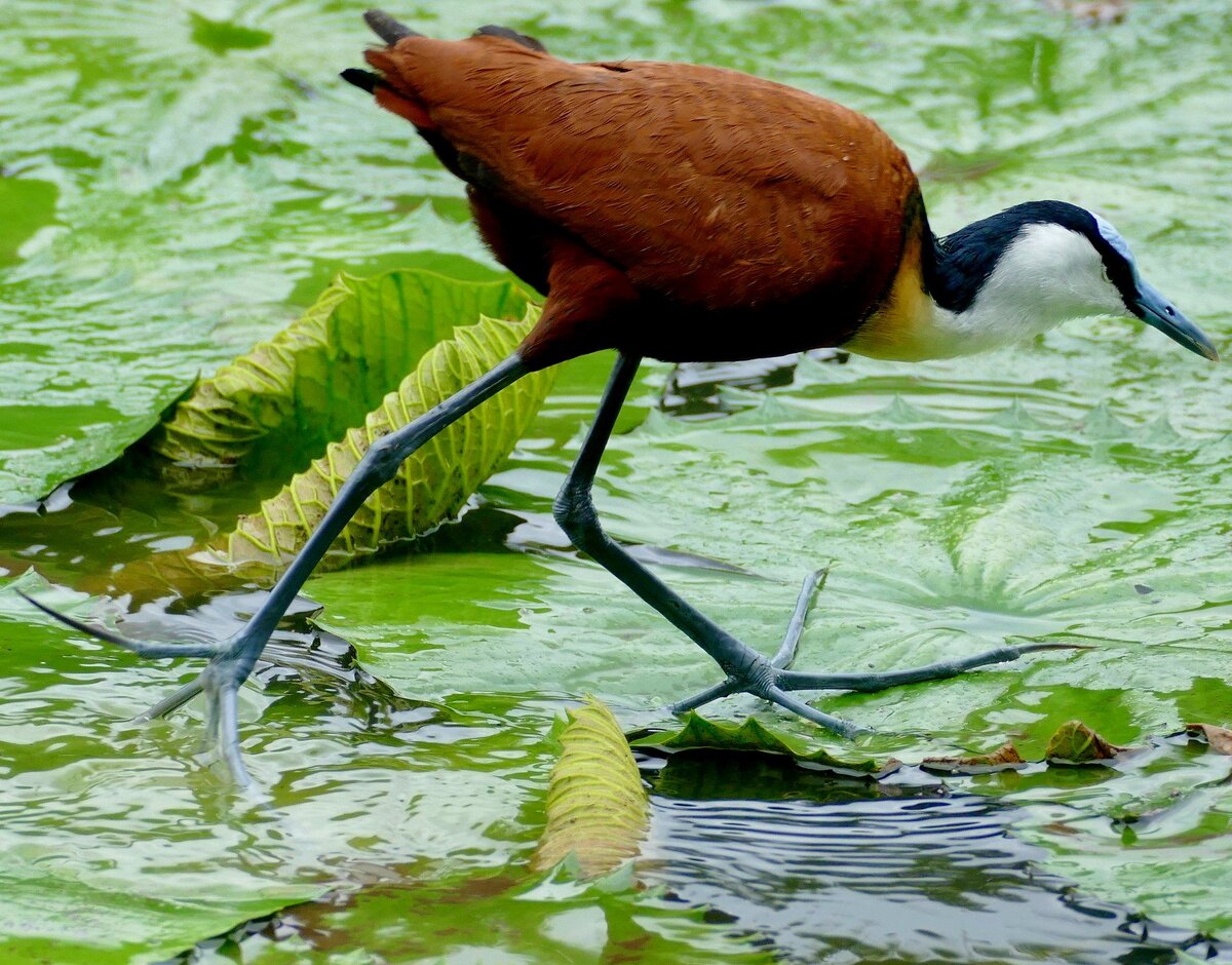 Источник фото: www.clasbio.ru