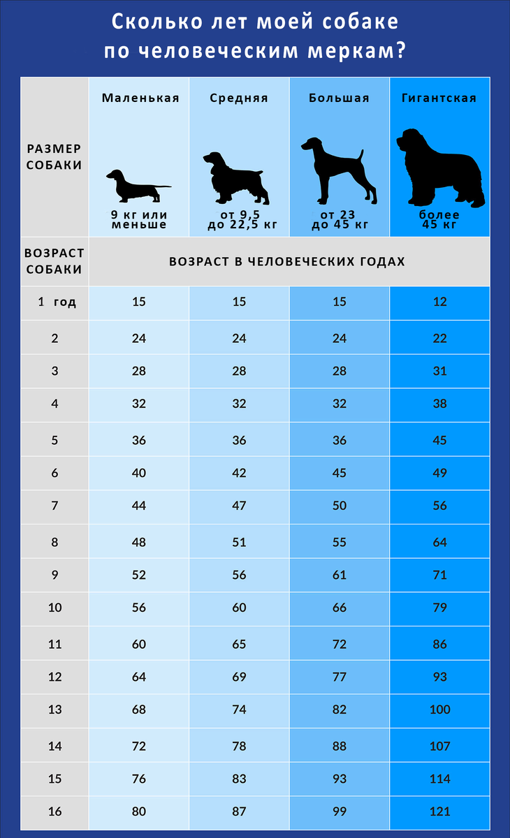 расчет возраста собаки на человеческий возраст