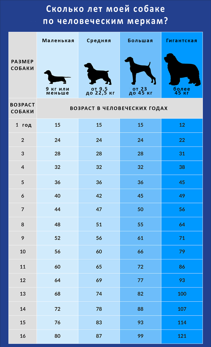 Сколько будет лет по собачьи