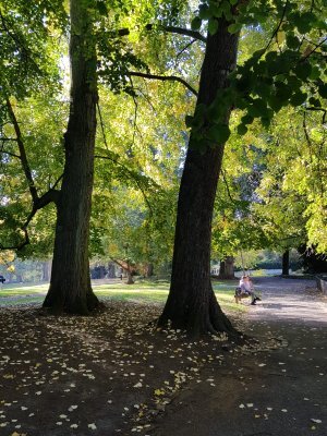 Дереву нужен берег, надежный берег... как впрочем и птицам...