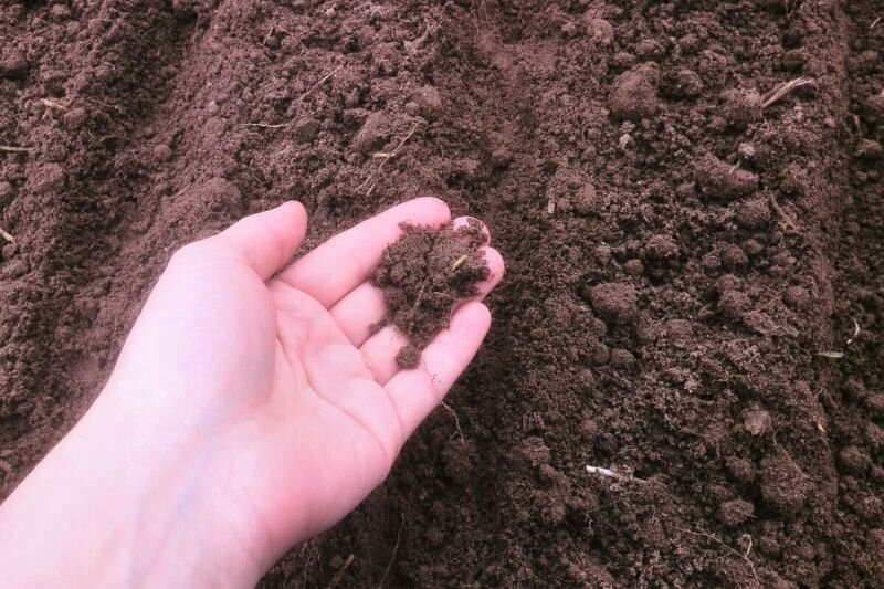 Делаю бороздки для первого способа посева моркови.