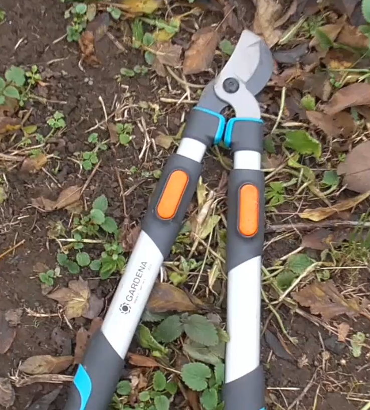 старые ветки удобнее вырезать сучкорезом