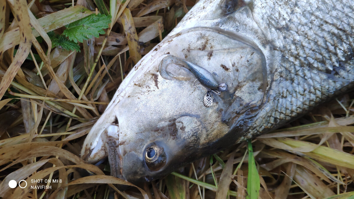 Та самая хитрая приманка.