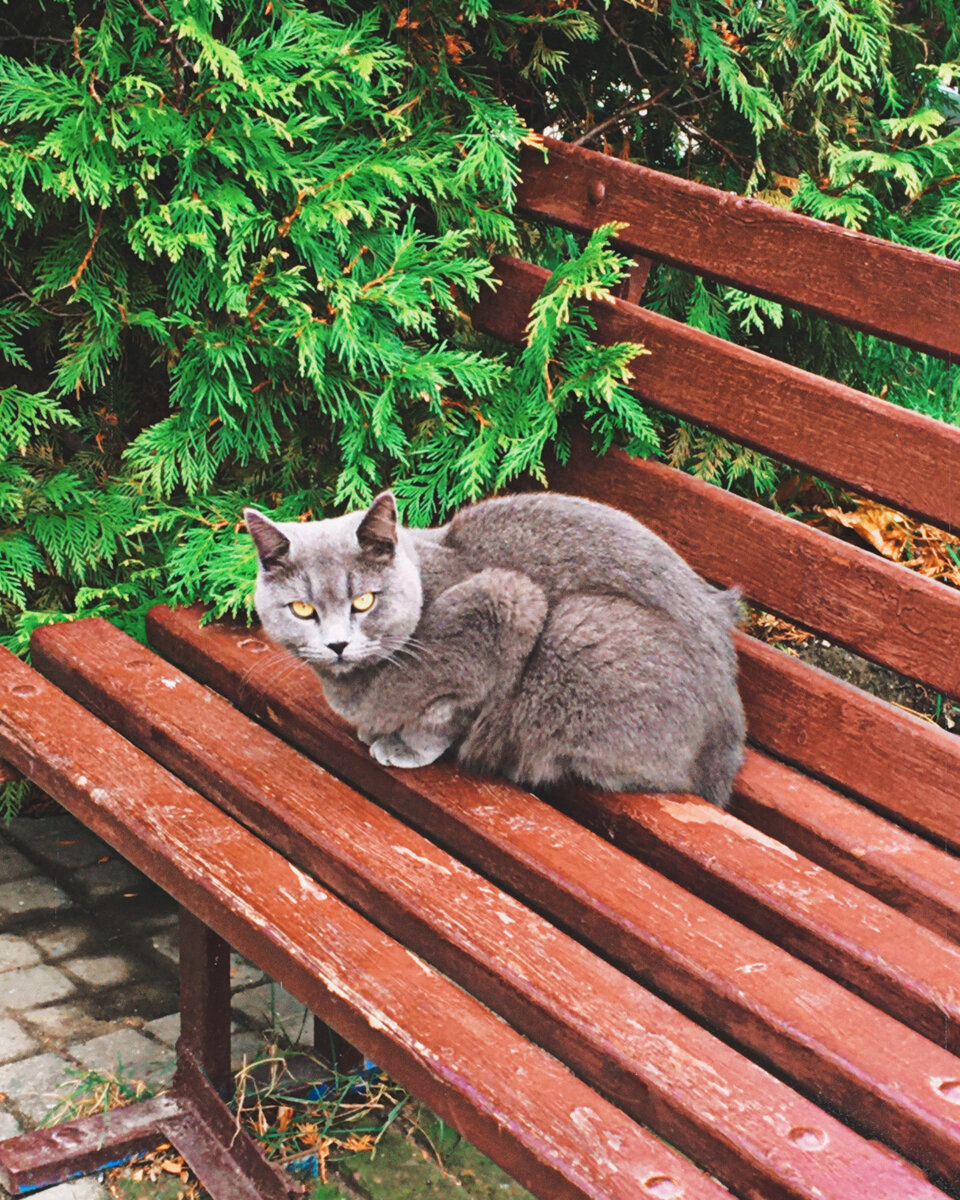 г. Новороссийск. Вездесущие коты. Декабрь 2021г.