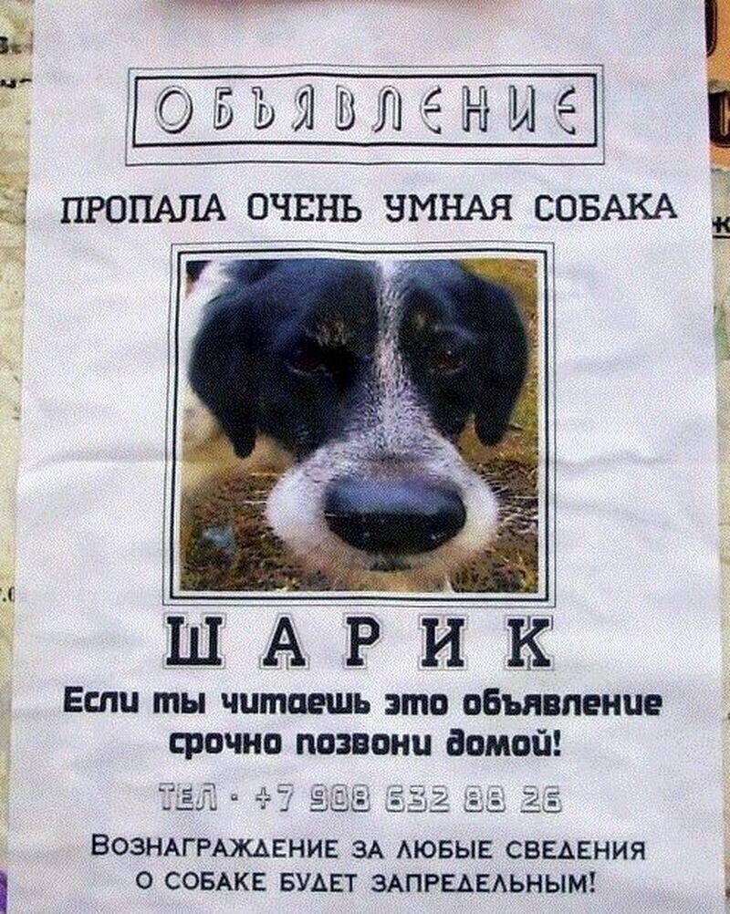 Пропала собака по кличке дружок мем