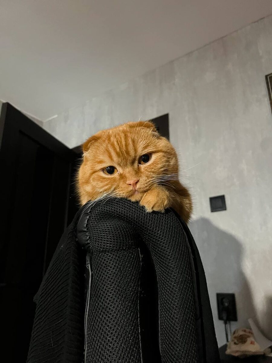 Подпишись, не расстраивай Тихона!