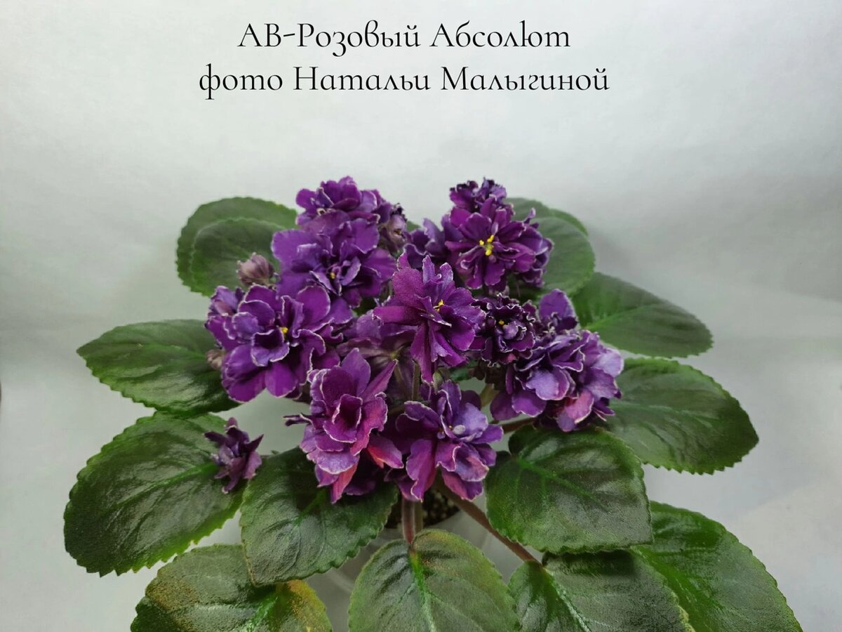 Ав розовый абсолют фиалка фото Фиалка АВ-Розовый Абсолют Наталья Малыгина Фиалки Дзен