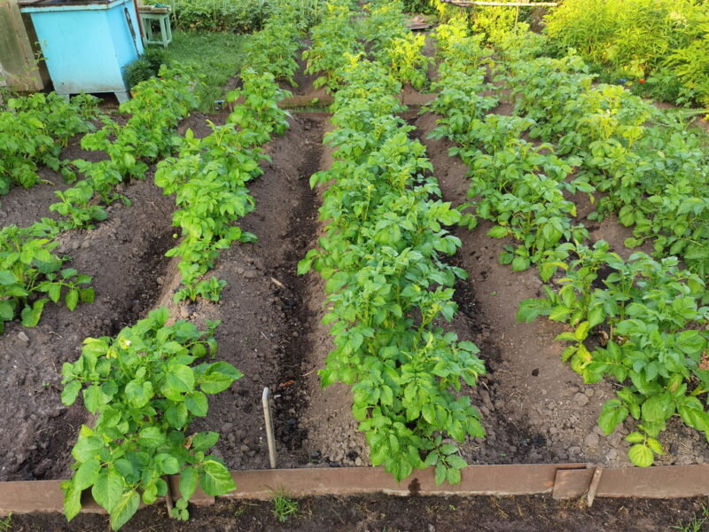 Что сажать после картофеля