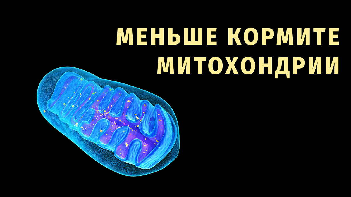 Митохондрии