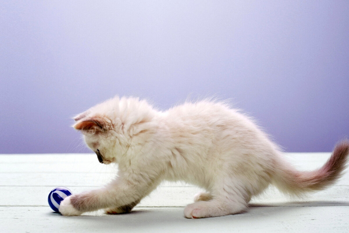 Котенок играет