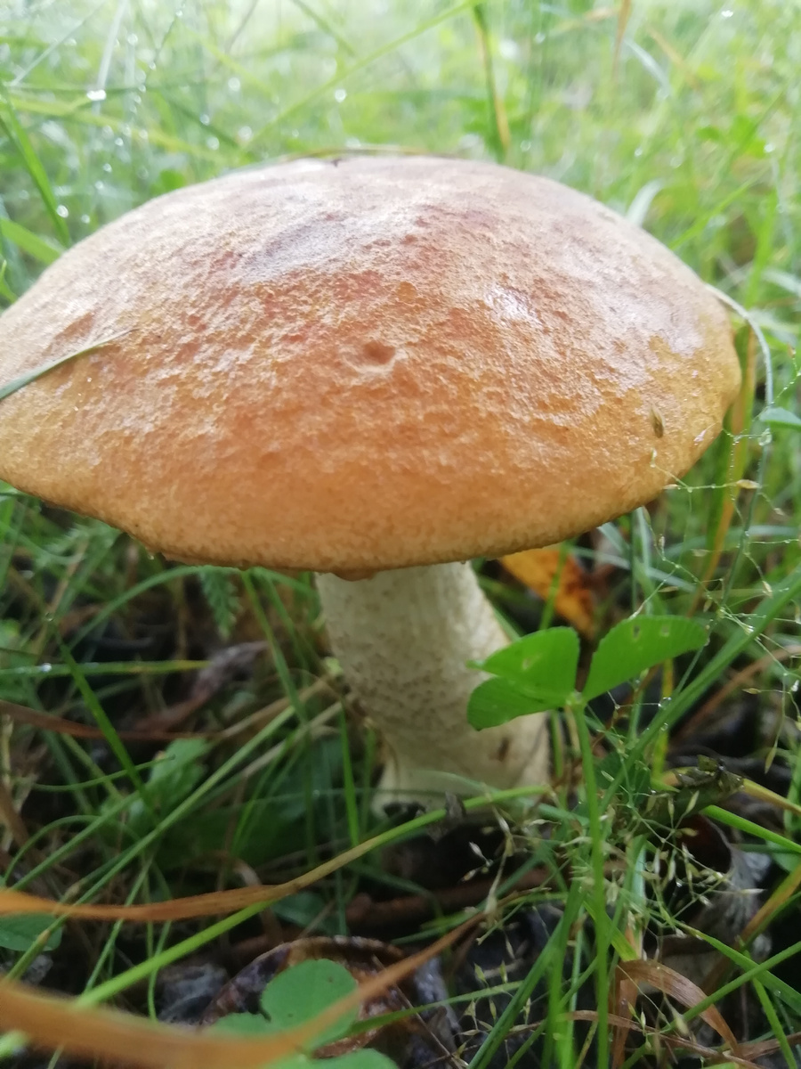 После дождя нужно идти в лес! 