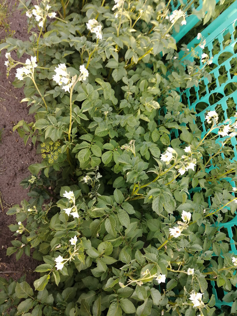 Картофель посажен вдоль забора. 