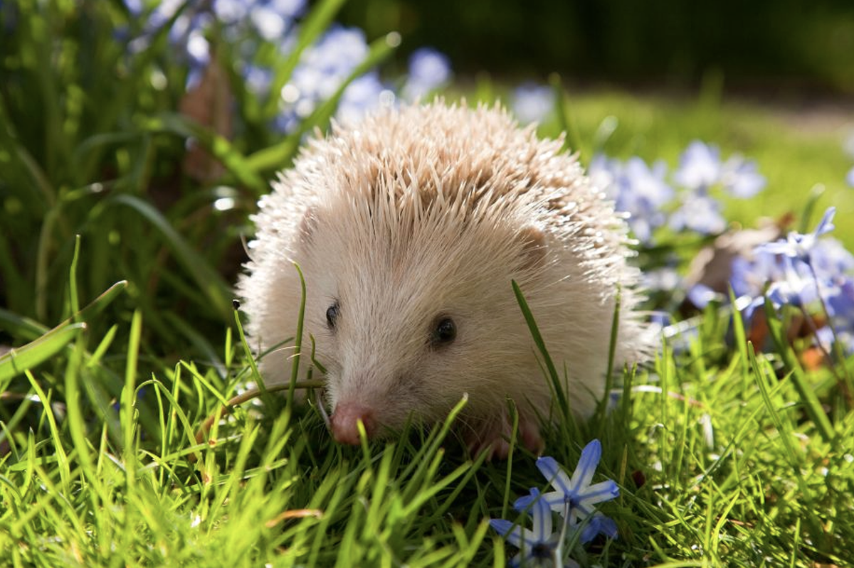 еж блондинка. песня ежикам тоже нужны витамины. песня ёжики с мэнчестер. ежикам тоже нужны витамины текст. песня ежикам тоже нужны витамины.