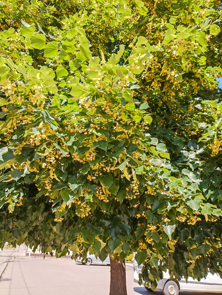 Когда цветет липа. Воздух становится таким липким и душистым как будто купаешься в меду.