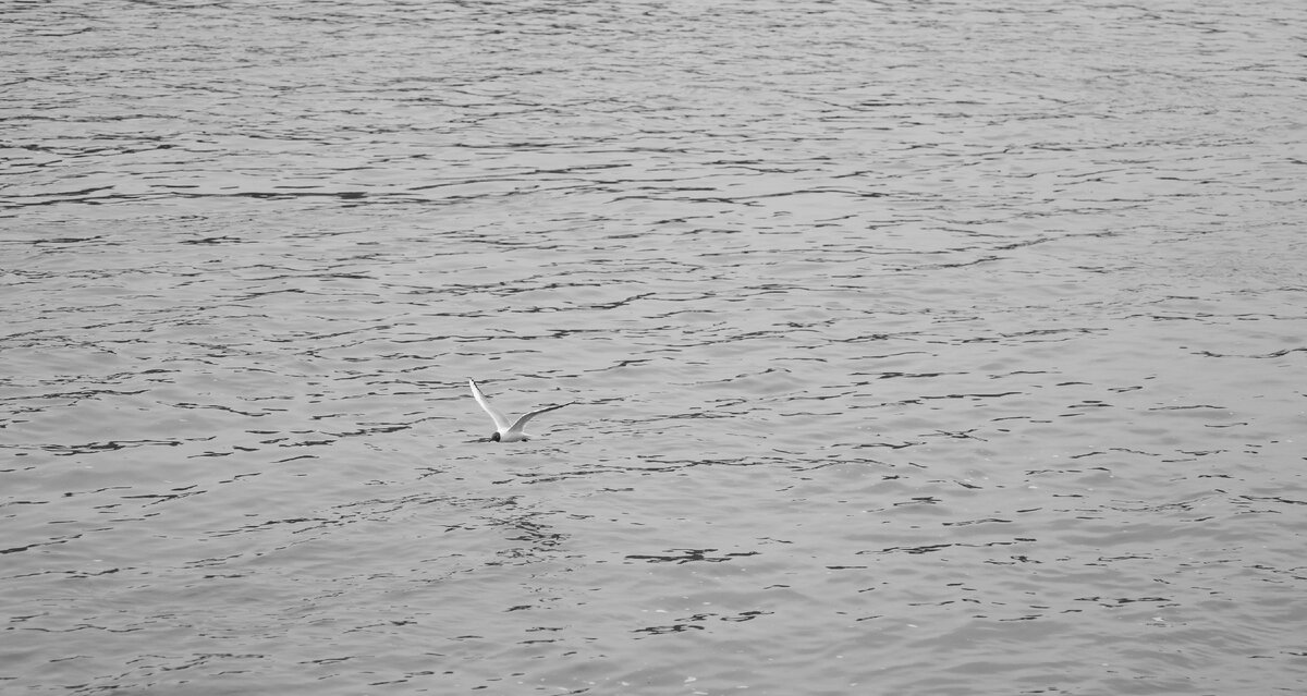 Чайка над р.Белая в Уфе, 24 мая 2022