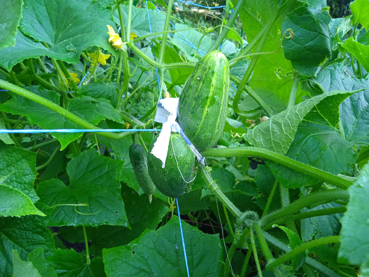 Чувствуете, что ему - пофигу мороз!