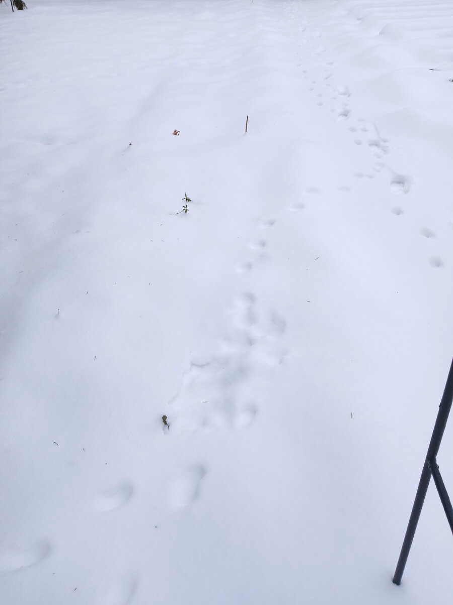 На переднем плане кошачьи следы. 