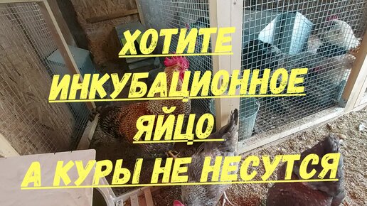 хотите инкубационное яйцо а куры не несутся