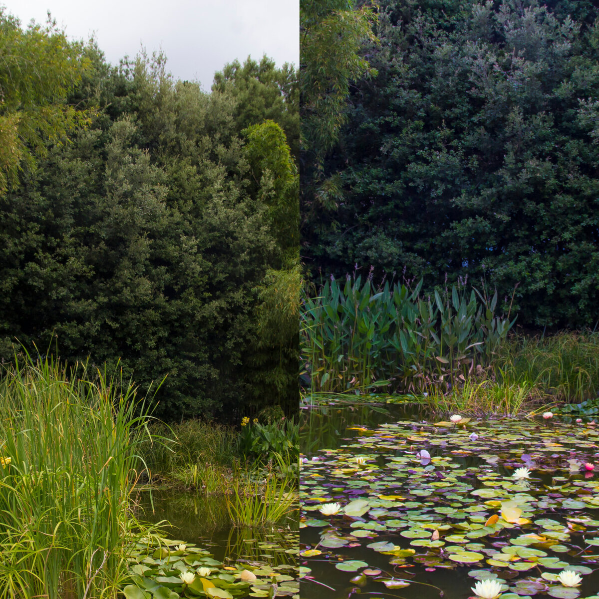 Белые  лотосы(каспийские)