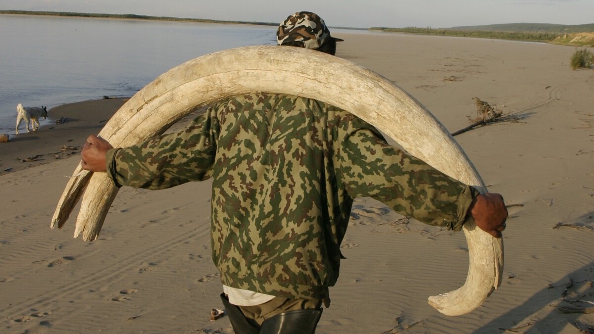    Браконьер с бивнем мамонта