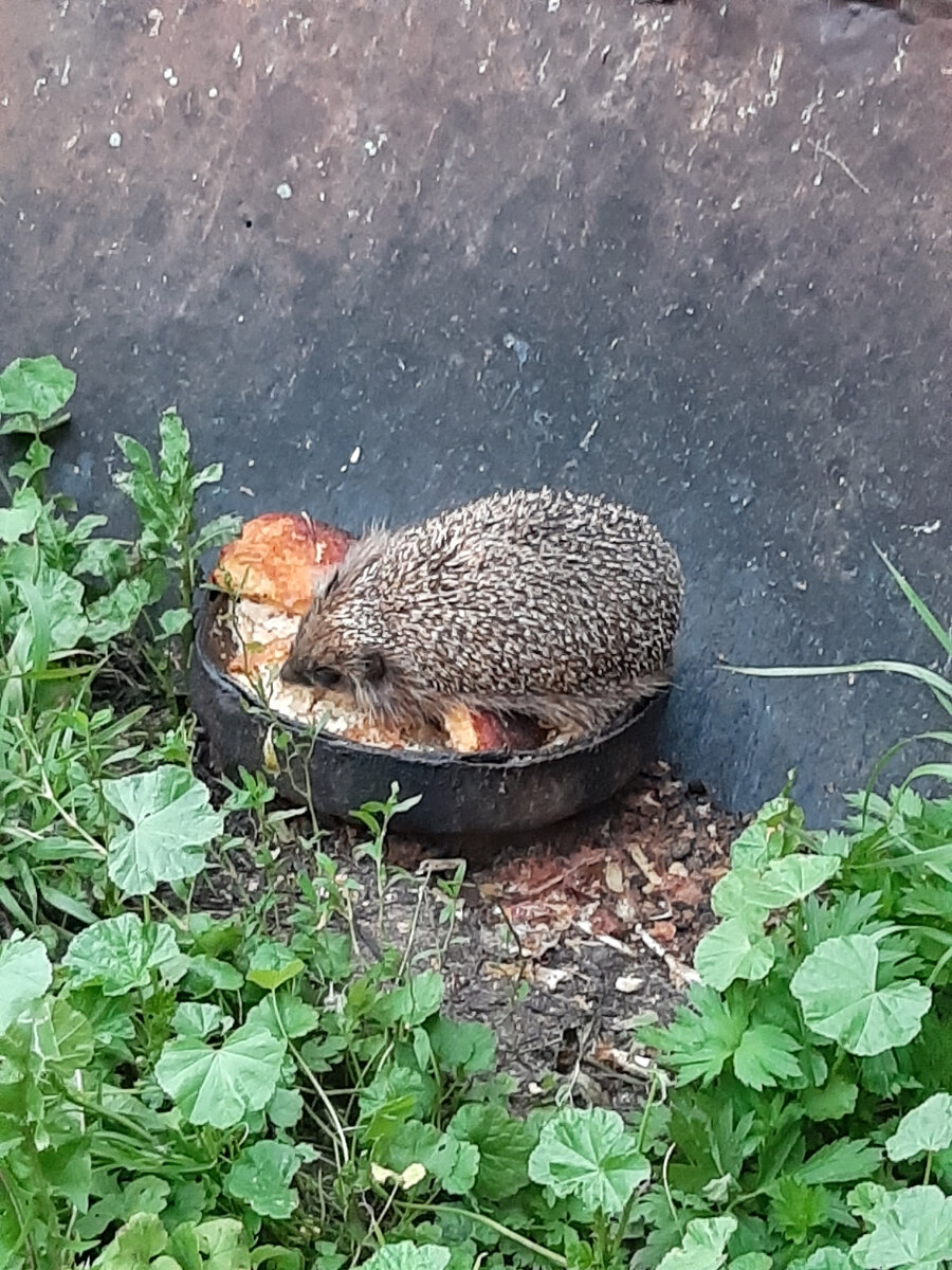 Наш ёж 😊🦔