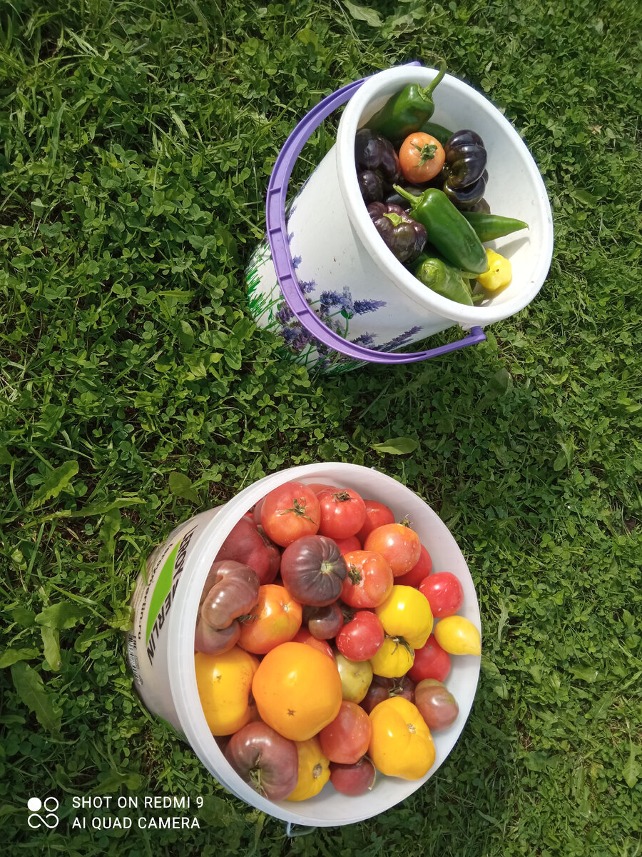 фото автора, мои овощи