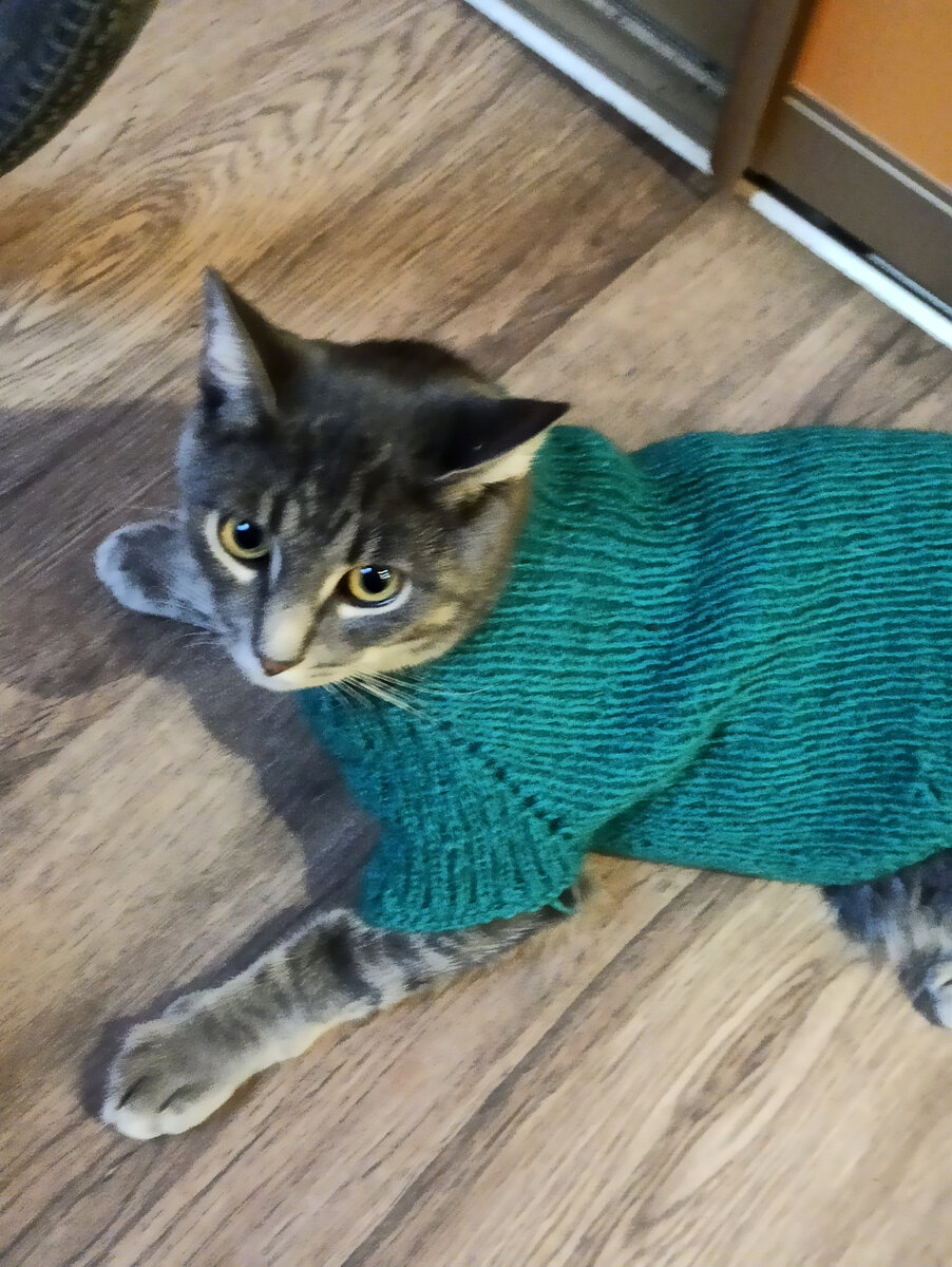 Кот Фантик - известный модник. Во всю готовится к зиме. Свитер, вот, связала коту. И даже нормально он его носит. Движения не скованы, прыжки, ходьба, почесушки, все реализуется. 