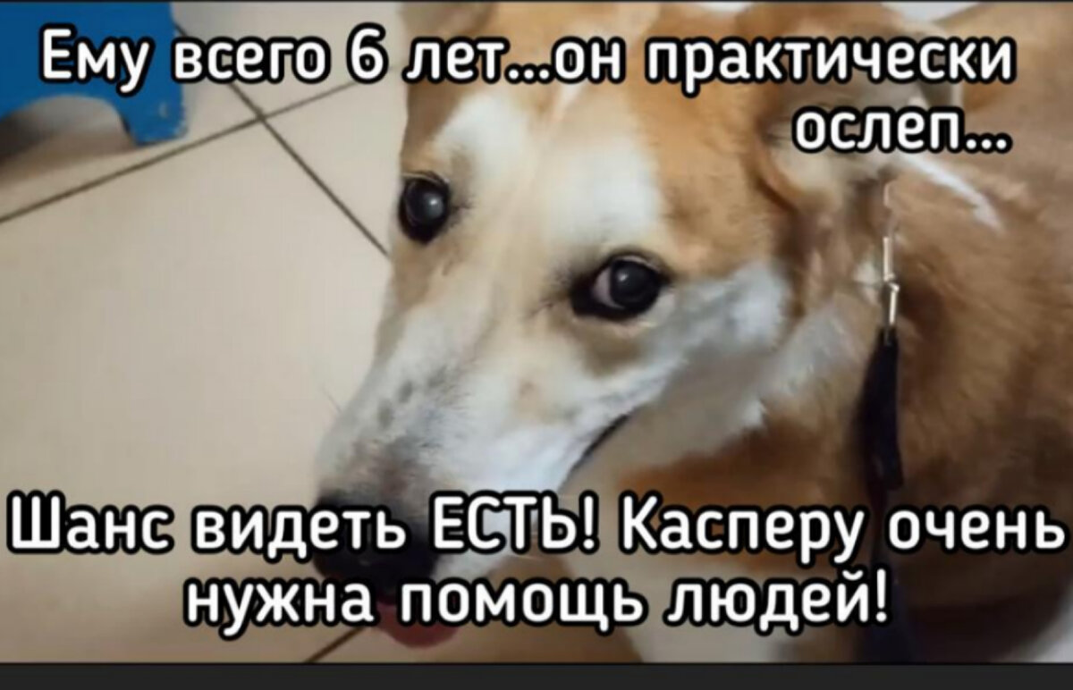 У слепого шансов найти дом почти нет, Касперу очень нужна операция! | Приют  Территория Добра, Клин МО | Дзен