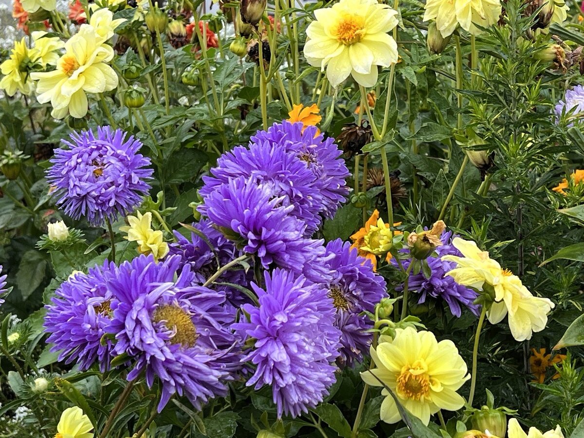 Фото их моего сада