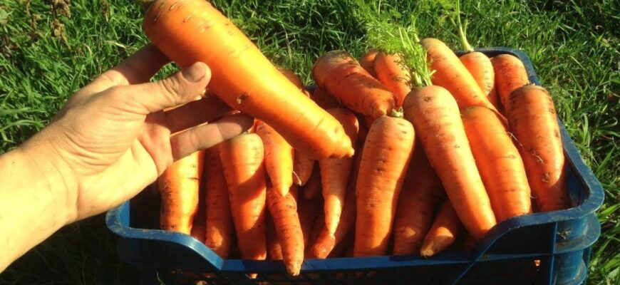 Как собирать морковь / youtube.com