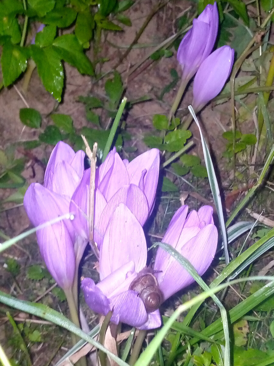 Добрая осенняя тихая ночь... | Светлана Букашкина | Дзен