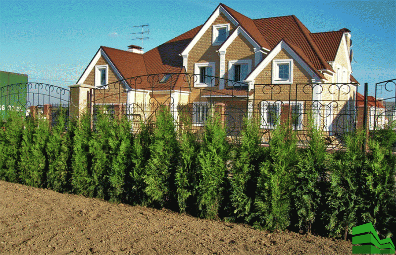 Живая изгородь зимой - создание живых изгородей из многолетних кустарников - Green Garden