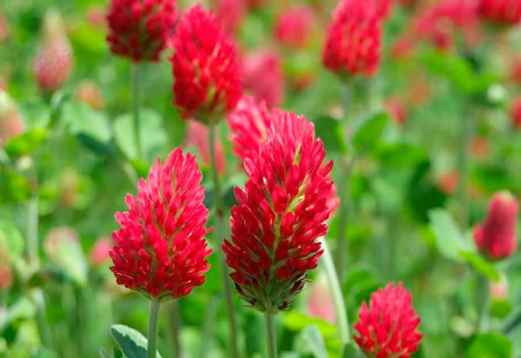                                                                                Луговой клевер