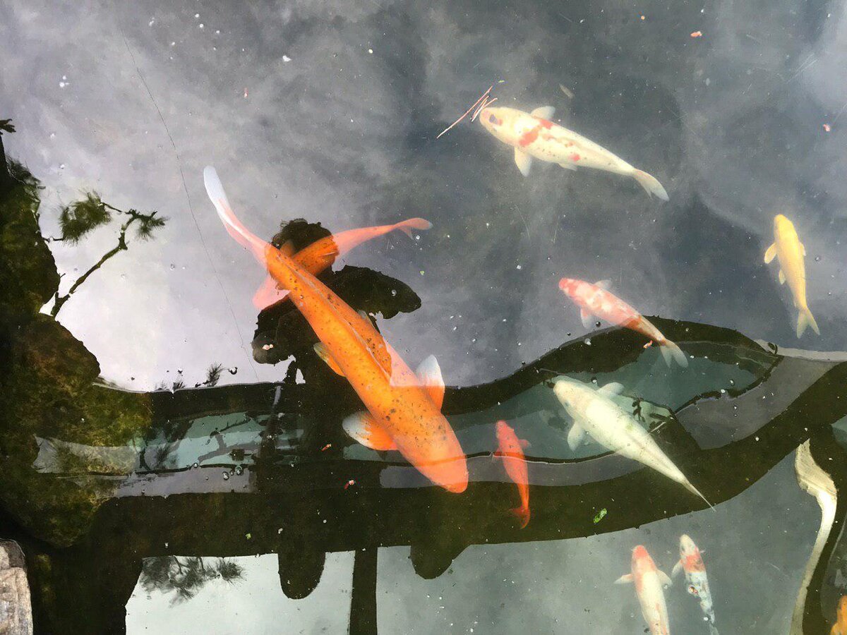 Рыбам не мешает ваше присутствие, пока вы не купили корм