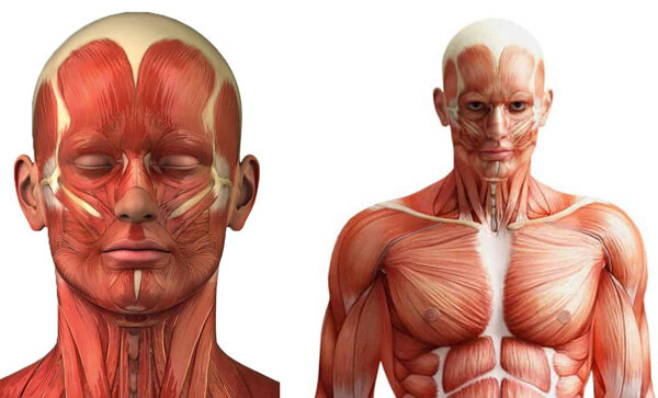 Анатомия человека. Лицо, плечевой пояс.