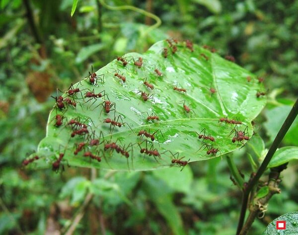 Семь эффективных способов избавления от муравьев