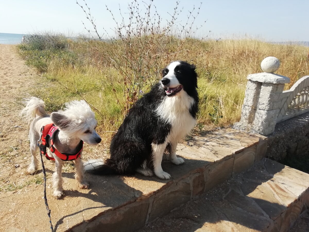 Баста и Фиона после купания