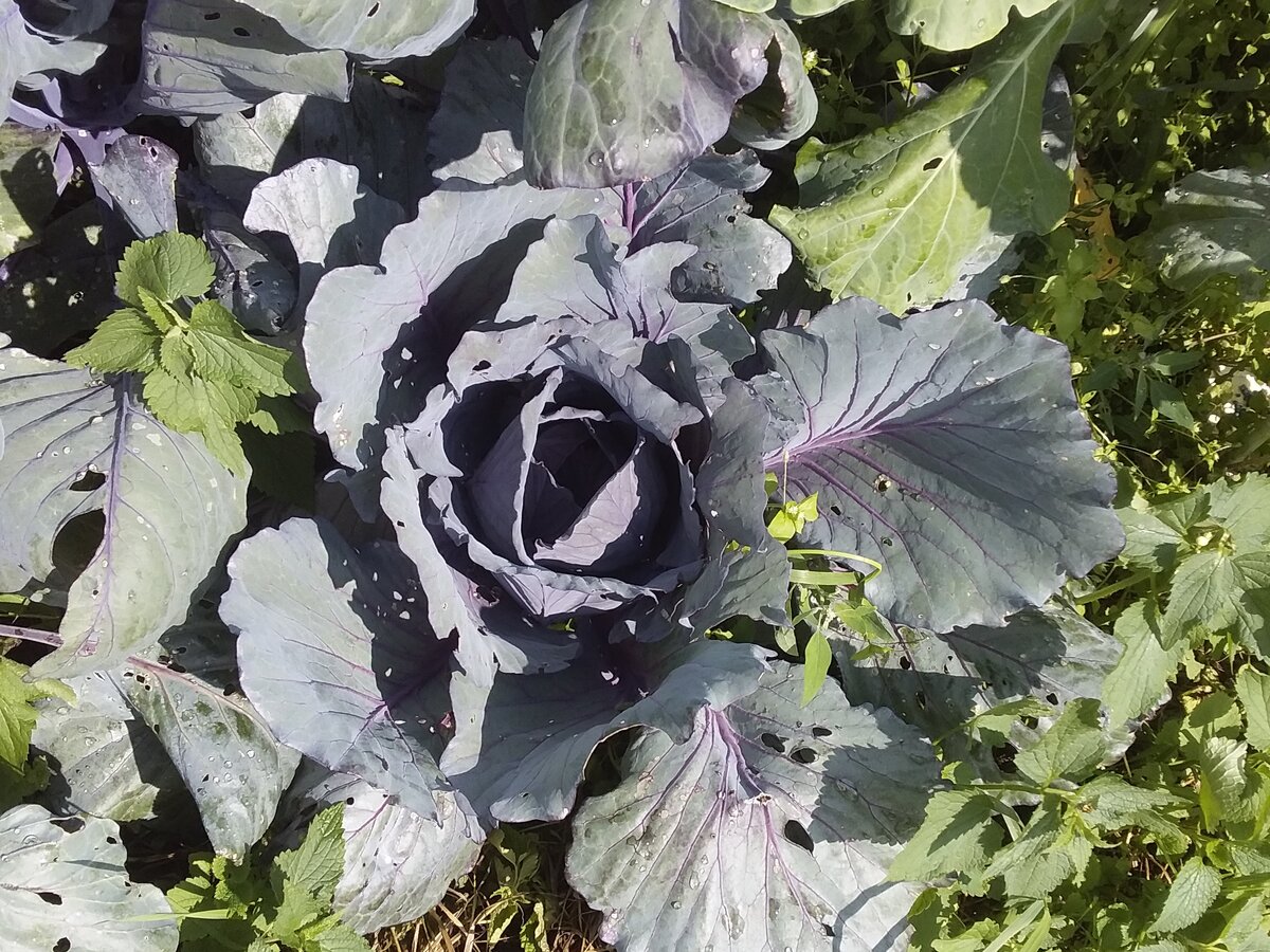 Краснокочанная Красавица