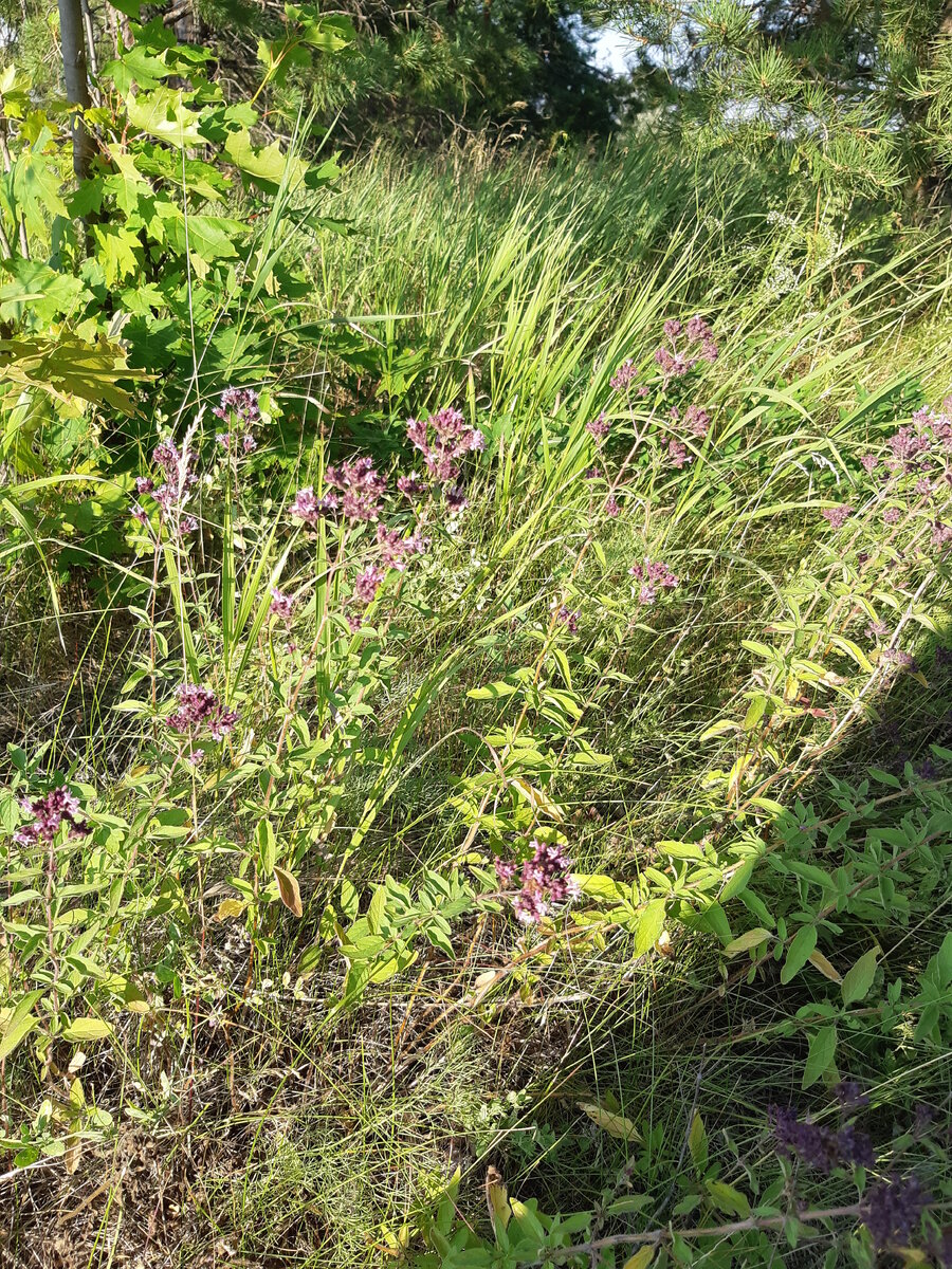 Вот такой кустик сегодня обнаружили 