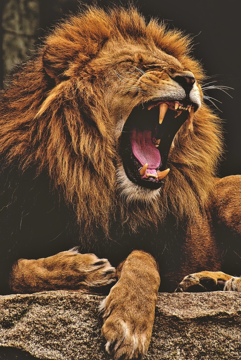 https://pixabay.com/get/55e5d2454a51ad14f6da8c7dda6d367c1436dce25a556c4870287ad7924fcd59bc/lion-3576031_1280.jpg