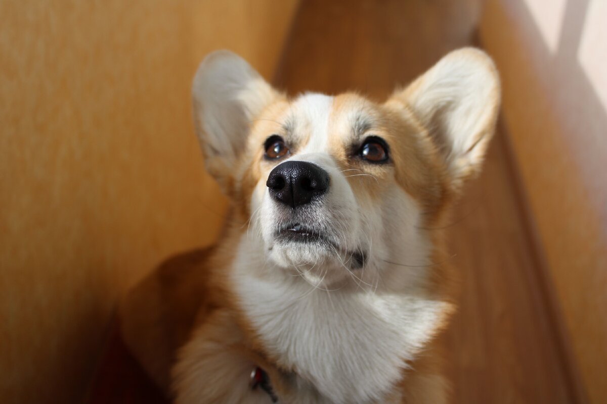 Самая харизматичная собака #dog 