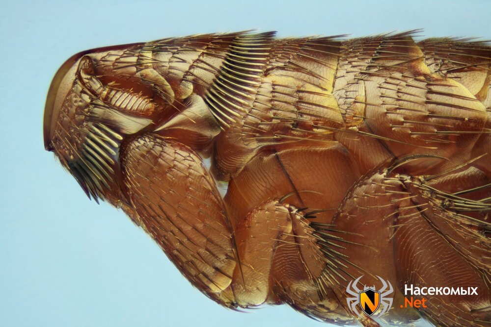 Изображение блохи