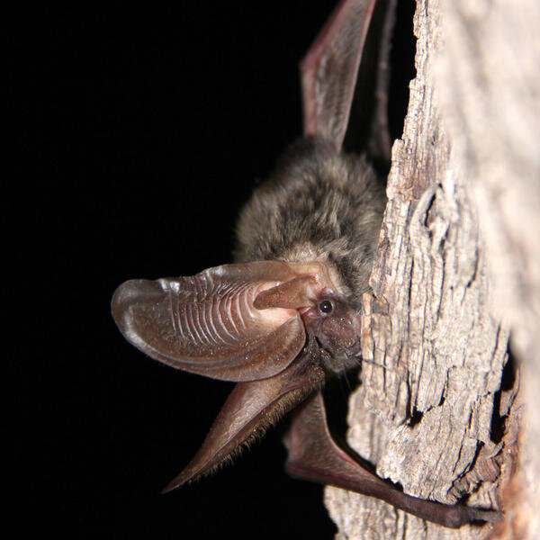 Летучая мышь в темноте. Источник: Яндекс картинки.