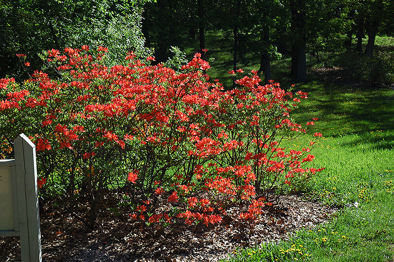  Рододендрон Mandarin Lights. Фото из открытых источников в Интернете.  
