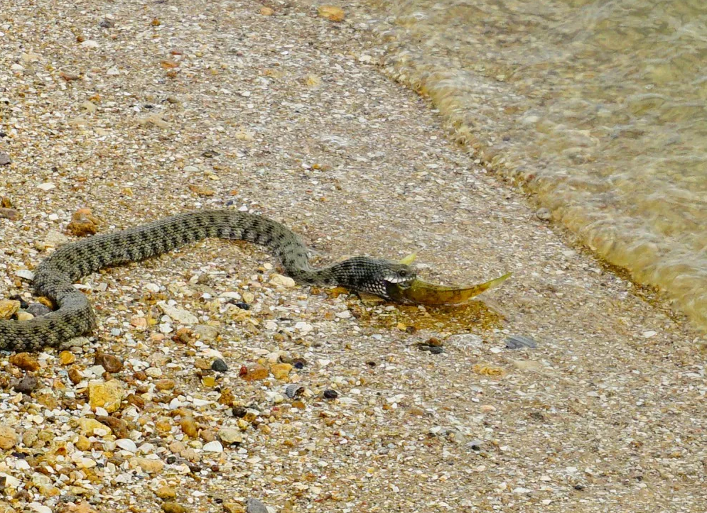 Sea Snakes Galore on New Caledonia Scuba Dives; Species of Sea SnakesLiving Ocea