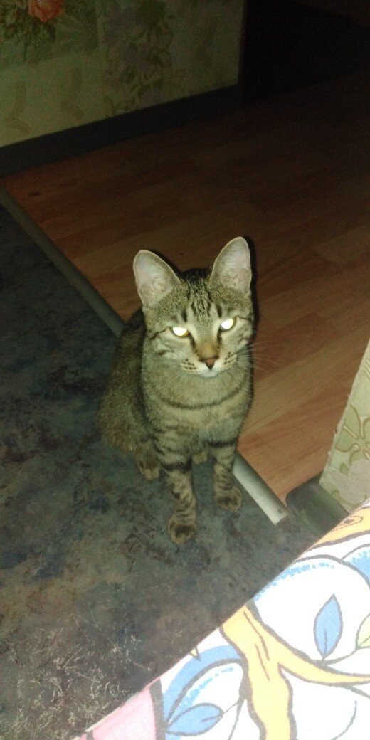 Ночной охотник